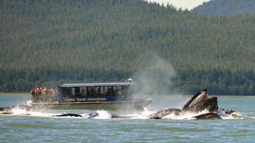 a boat in a body of water with a whale at Raw Gold - Affordable, Near Mendenhall Glacier, Trails, and Conveniences - DISCOUNTS ON TOURS! in Mendenhaven
