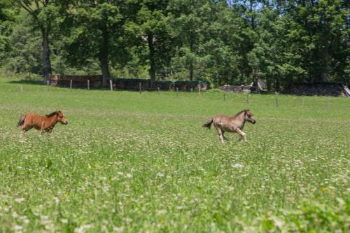 Animales en el hotel o alrededores