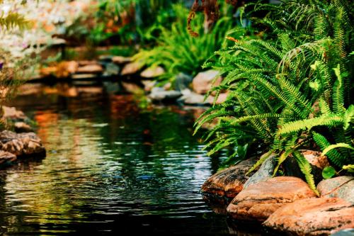 a pond in a garden with rocks and plants at Window Homestay in Kon Tum