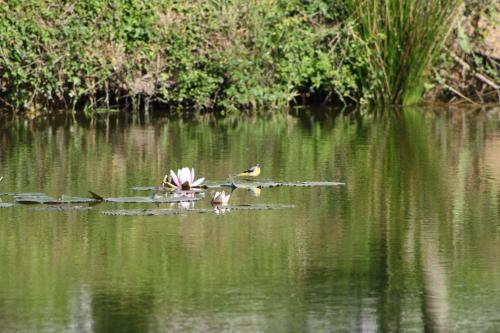 a couple of birds swimming in a lake at Chambres et Table d'Hôtes Les Machetières in Langeais