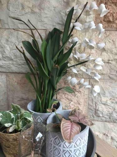 two vases with plants in them on a table at Risan Chill in Eilat