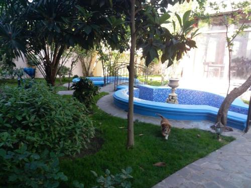 a cat standing in the grass next to a pool at Sanata in Tbilisi City