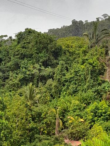 a forest filled with lots of lush green trees at EcoHostal Tierra Prometida in Santa Marta