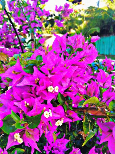 a bunch of pink flowers in a garden at Hotel Pousada Summer Way in Aquiraz