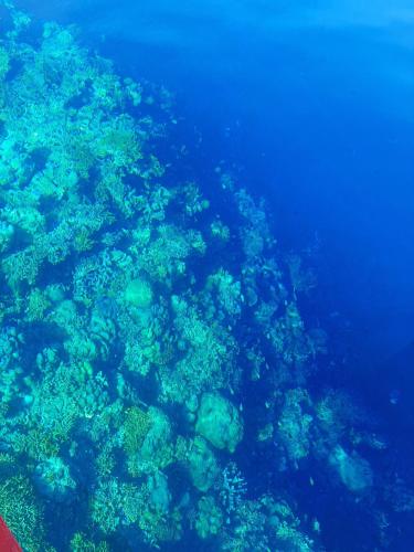 a view of a coral reef in the ocean at Blue Shark Divers Bunaken in Bunaken