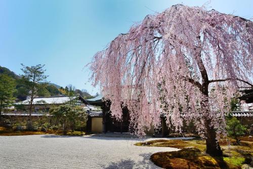 Сад в Sotetsu Fresa Inn Kyoto-Kiyomizu Gojo