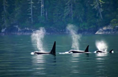 a group of three killer whales swimming in the water at Walkon Waterfront Castle Cove Inn in Chemainus