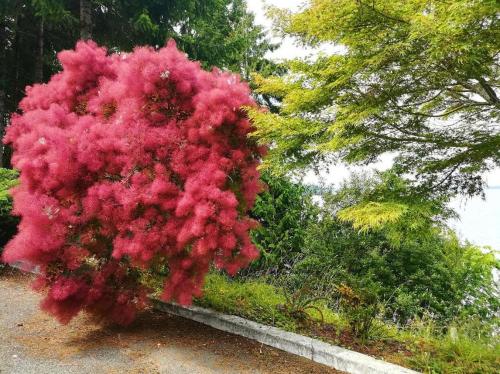 a bunch of pink flowers on a bush at Walkon Waterfront Castle Cove Inn in Chemainus