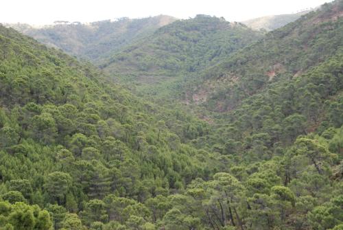 auliculiculiculiculiculiculiculiculiculiculiculiculiculiculic at La Posada del Recovero in Genalguacil