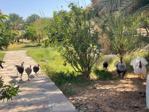 Rural tents Naseem الخيمةالريفيةAlouzaib