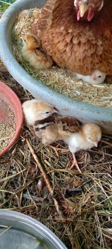 a group of baby chickens laying in the hay at Tranquility homestay in Shivpurī