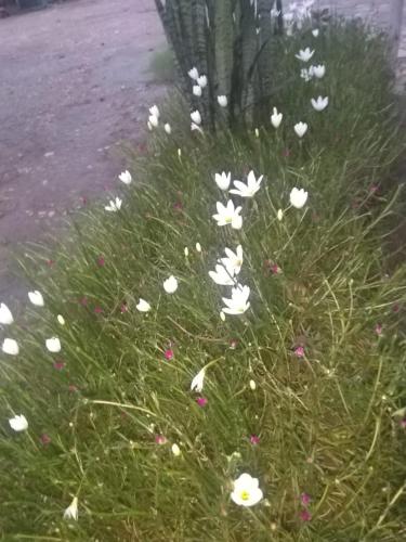 a bunch of white flowers in the grass at Tranquility homestay in Shivpurī