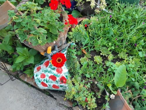 a garden with a ladybug purse in the middle of plants at Seosko turističko domaćinstvo Stojković in Aleksinac