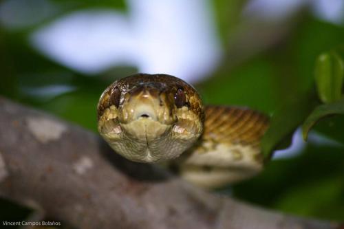 a snail is sitting on a tree branch at Tapiru's House - Bahia Drake in Drake