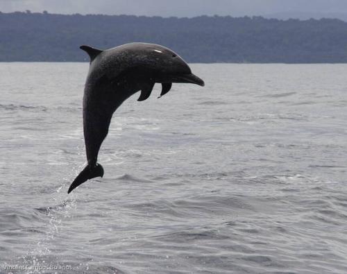 a dolphin jumping out of the water at Tapiru's House - Bahia Drake in Drake