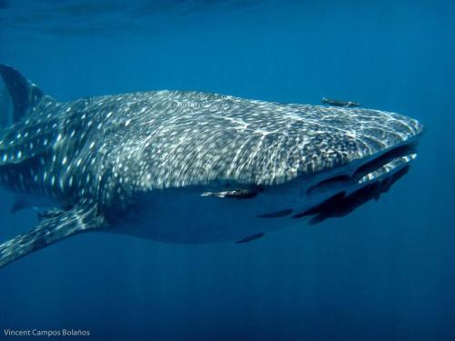 a whale shark swimming in the water at Tapiru's House - Bahia Drake in Drake