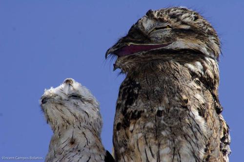 two owls looking up at the sky at Tapiru's House - Bahia Drake in Drake