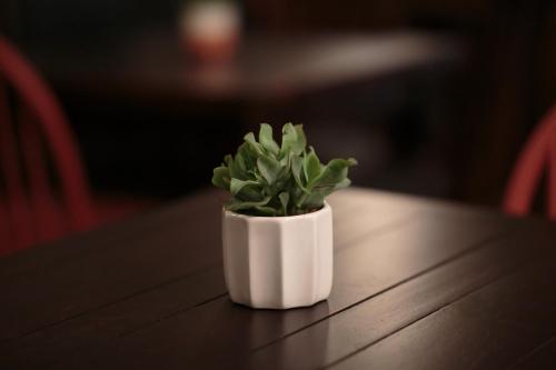 a small white pot with a green plant on a table at The Crabtree Inn in Shoreham-by-Sea