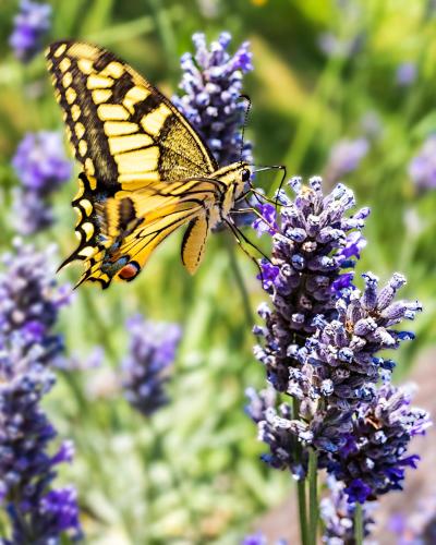 a monarch butterfly on a purple flower at Agriturismo Le Vigne in Foligno