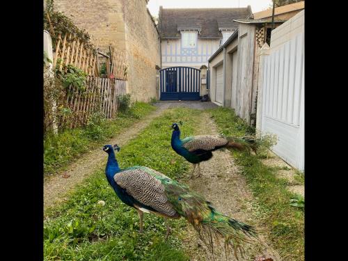 two peacocks are walking down a dirt road at Balaena - maison avec jardin proche plage in Luc-sur-Mer