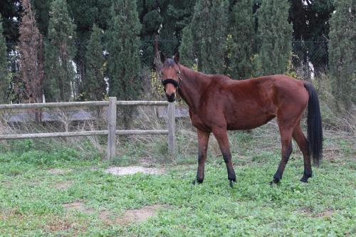 a brown horse standing in a field next to a fence at Mas de l'Olivier in Saint-Estève