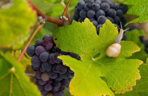 a bunch of grapes on a vine with green leaves at La chambre des vignerons in Montreuil-aux-Lions