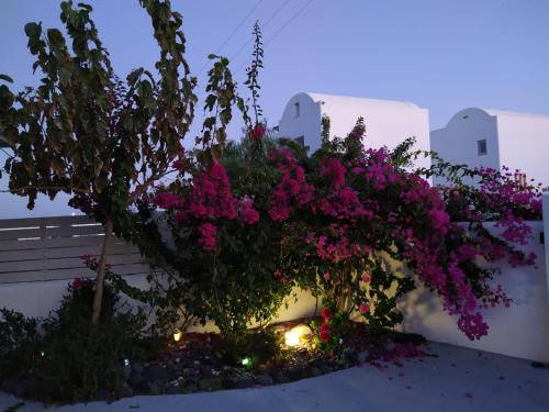 a bunch of pink flowers on a wall at JB Villa in Mesaria