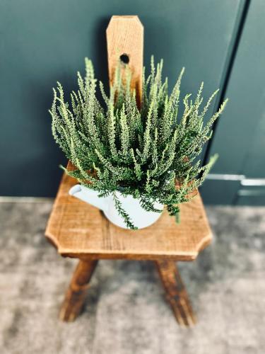 a plant on a wooden stand with a plant at Cesis Boulevard Apartments in Cēsis