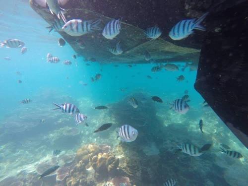 a group of fish swimming around a boat in the ocean at Permata Beach Chalet in Kampong Juara