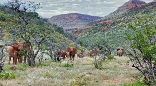 a herd of elephants in a field with mountains in the background at Grootberg Lodge in Damaraland
