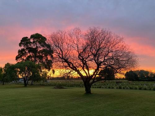 a tree in a field with a sunset in the background at CABAÑA LA TOSCANA in Carmelo
