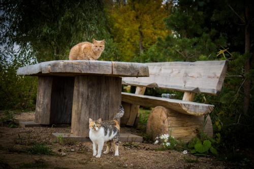 two cats standing on top of a wooden stump at Гостевой двор хутор Скреблово in Skreblovo