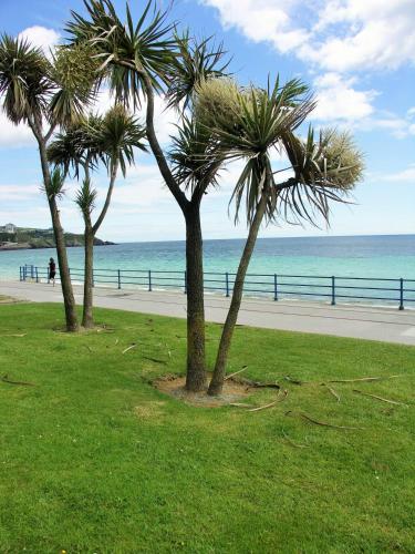 three palm trees in a field next to a beach at Inglewood - OPUL EXPRESS in Douglas