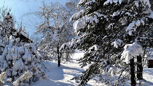 a snow covered forest with trees covered in snow at Alpinferienwohnung Neuhuber in Bad Goisern