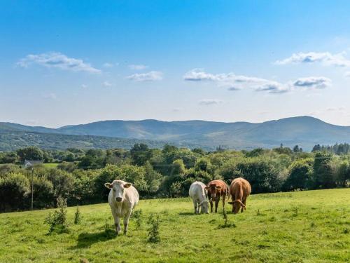 a group of cows grazing in a field at Luxury Country House on the Hill in Kenmare