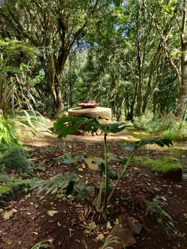 Jardín al aire libre en Old Pine Cabin Karkloof