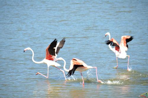 a group of flamingos walking in the water at Hotel Jasmine in Teulada