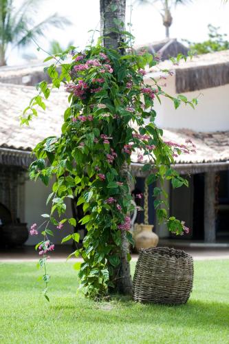 a bush with pink flowers growing on a tree at Pousada Bendito Seja in Praia do Espelho
