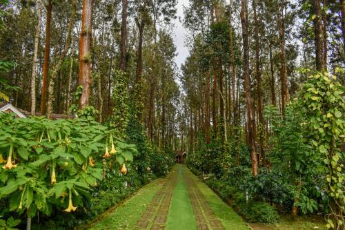 a path through a forest with tall trees at Coffee Grove Resort in Chikmagalūr