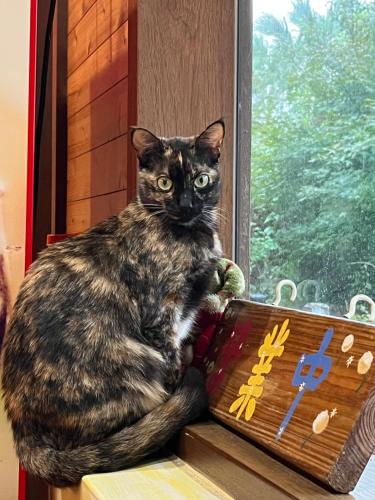 冬山鄉的住宿－鹿野星蹤民宿，坐在窗台顶上的猫