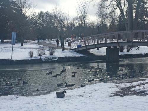 a group of ducks swimming in a river in the snow at Hammer Haus III in Waterloo