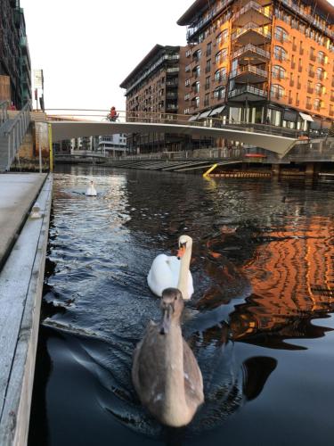two swans swimming in a river in a city at Budget Room Tjuvholmen in Oslo