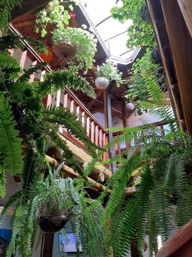 pokój pełen roślin w obiekcie Hotel El santuario w mieście California