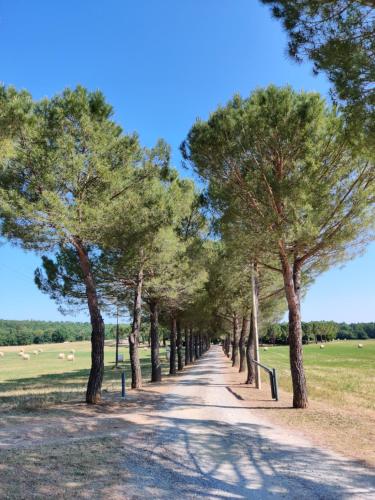 a row of trees on a dirt road at Fattoria Agriturismo Nerbona in Casole dʼElsa