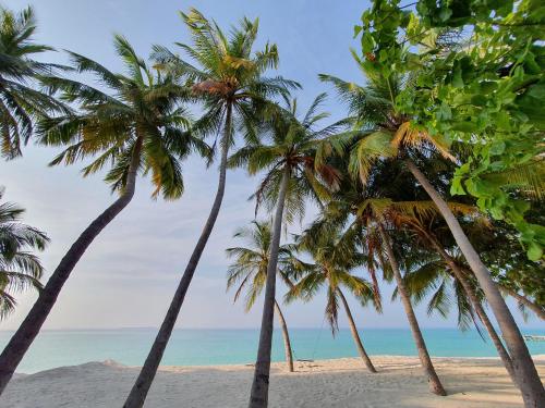 a group of palm trees on a beach at Blue Coral Vashafaru Maldives in Vashafaru