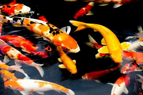 a group of koi fish swimming in a pond at Window Homestay in Kon Tum