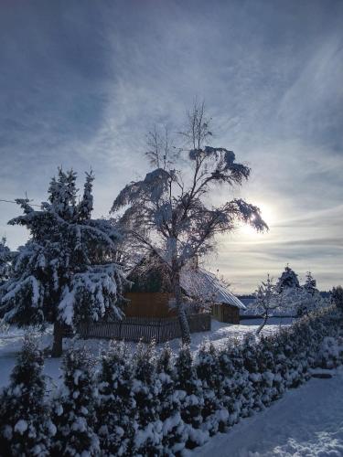 a tree covered in snow in front of a house at Apartamenty Równia 2 in Ustrzyki Dolne