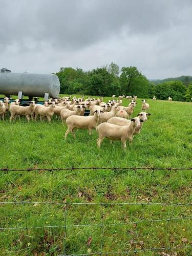 a herd of sheep standing in a field at Au petit bois magique in Payrac