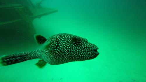 a whale shark swimming under the water at Sky Beach Maldives - Dhiffushi in Dhiffushi