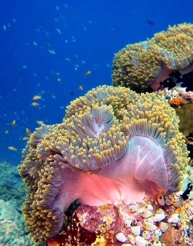 a soft coral with a shell on the reef at Sky Beach Maldives - Dhiffushi in Dhiffushi